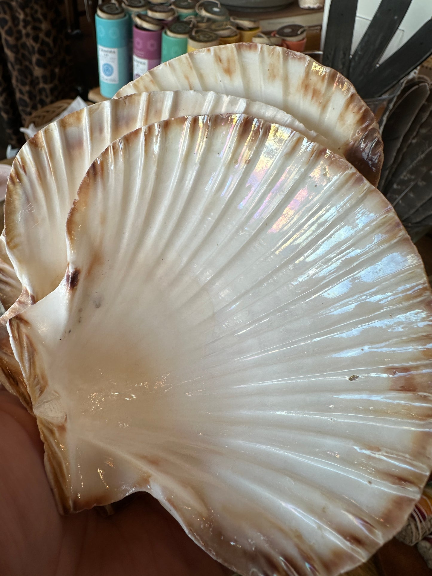Great Scallop Shell