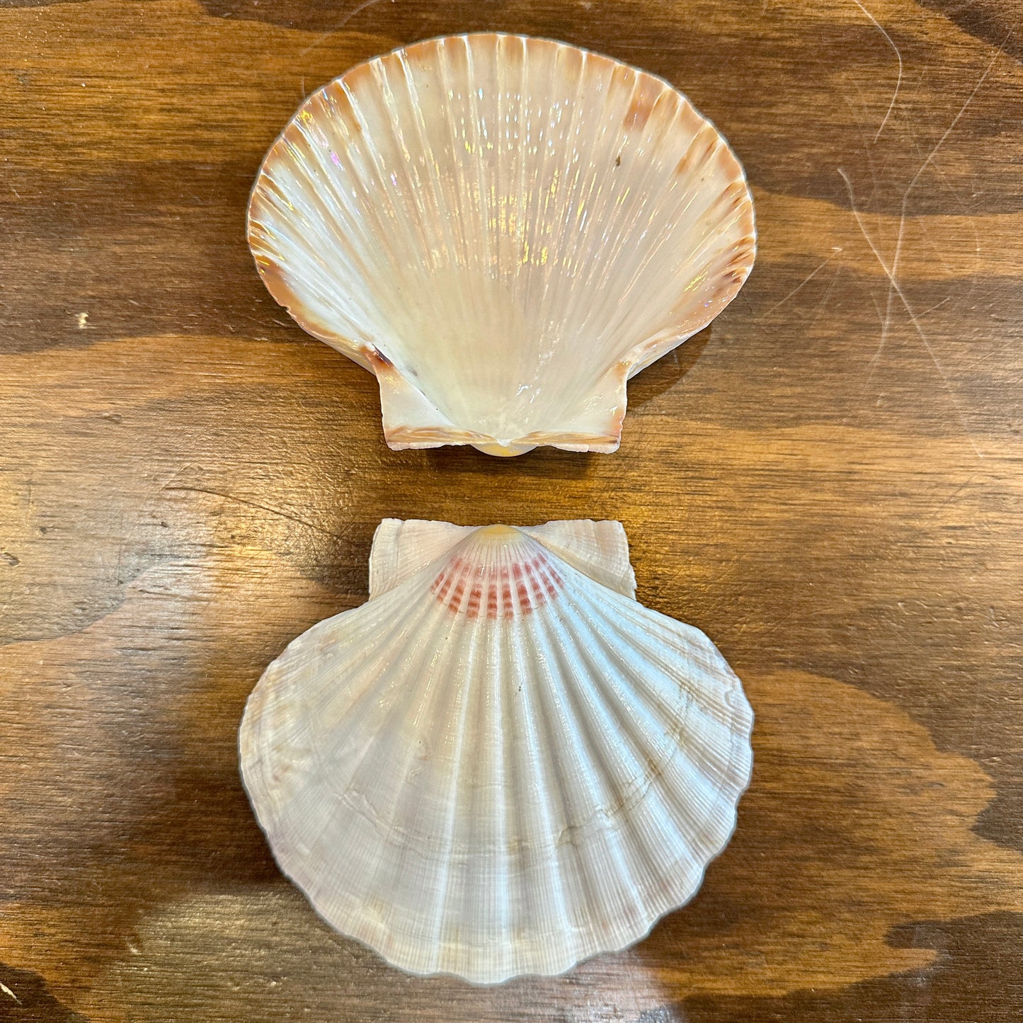 Great Scallop Shell