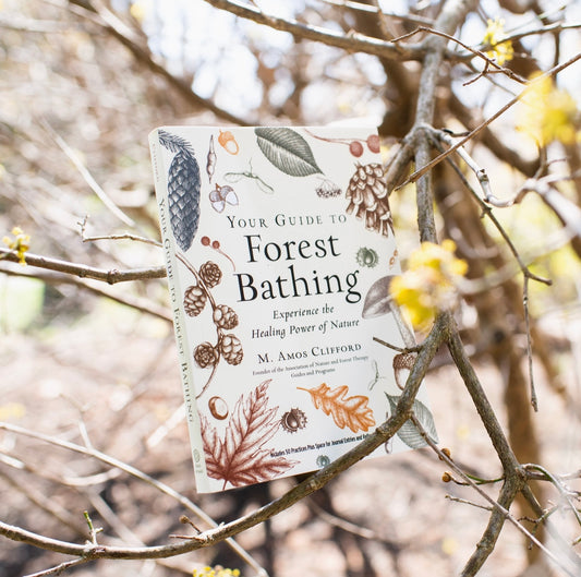 Your Guide To Forest Bathing