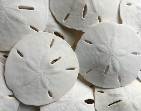 Sand Dollars Shell