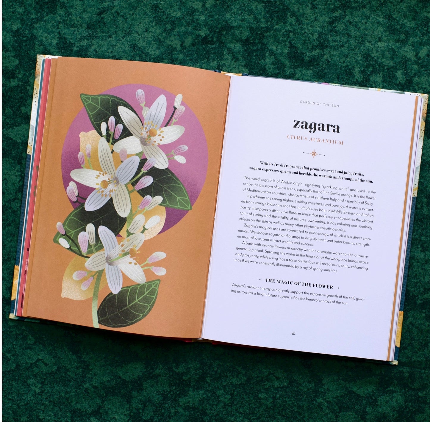 Flower Magic: the Secret Language of Flowers