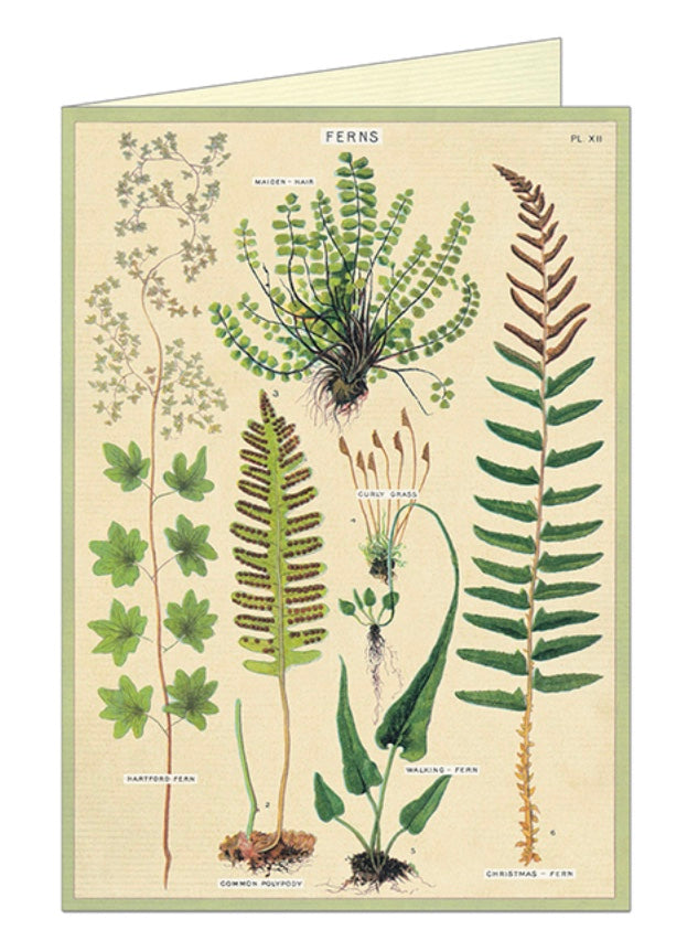 Cavallini Post Card