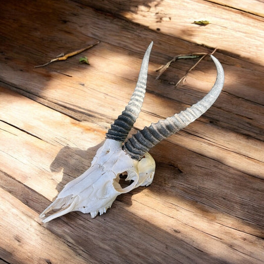 Springbok Skull - Male