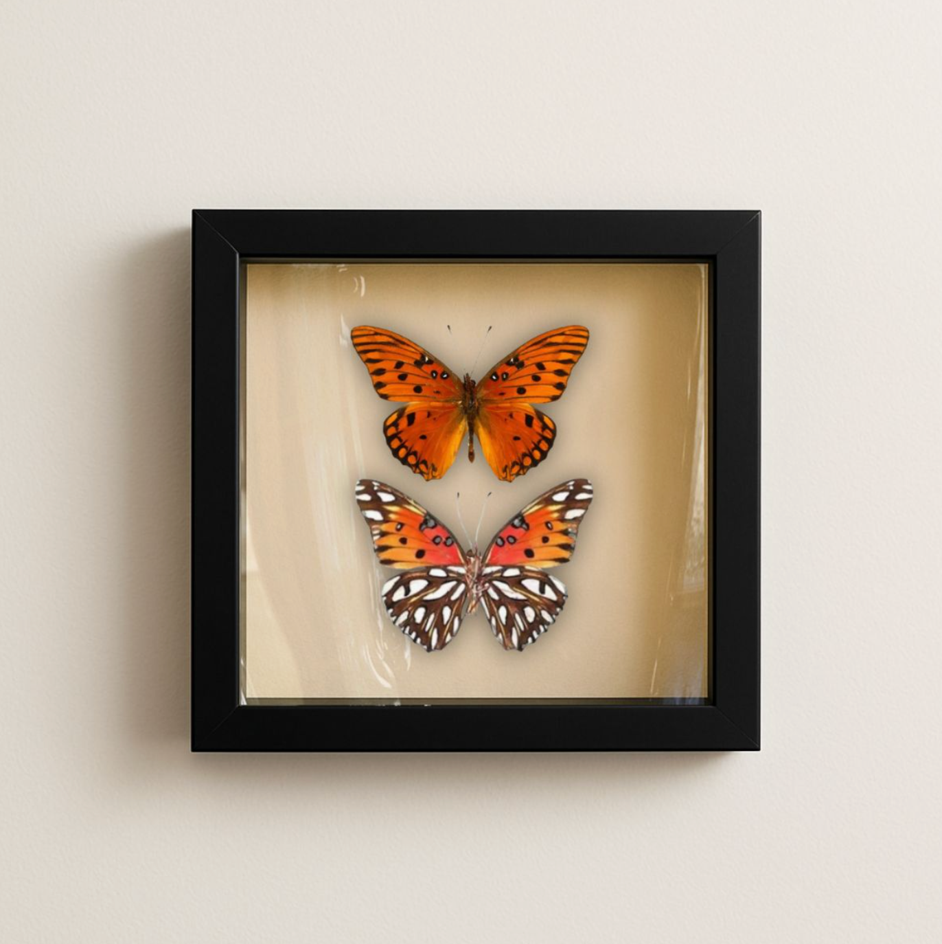 Gulf Fritillary Butterflies Frame