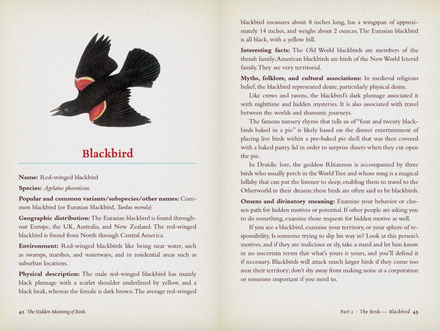 Hidden Meaning of Birds- A Spiritual Field Guide