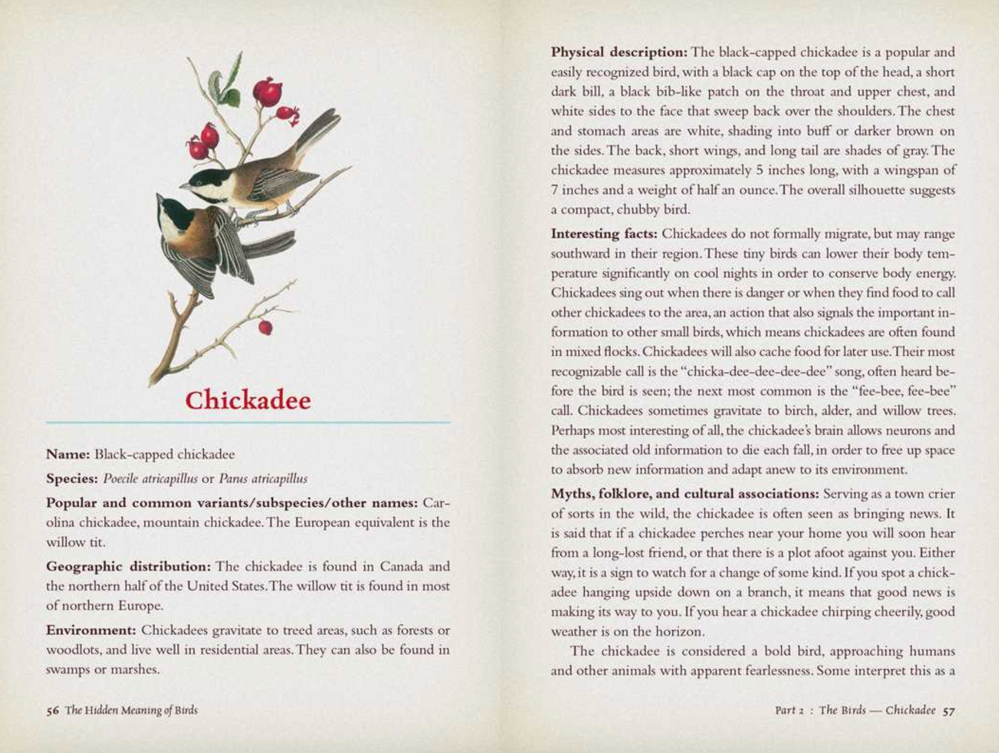 Hidden Meaning of Birds- A Spiritual Field Guide