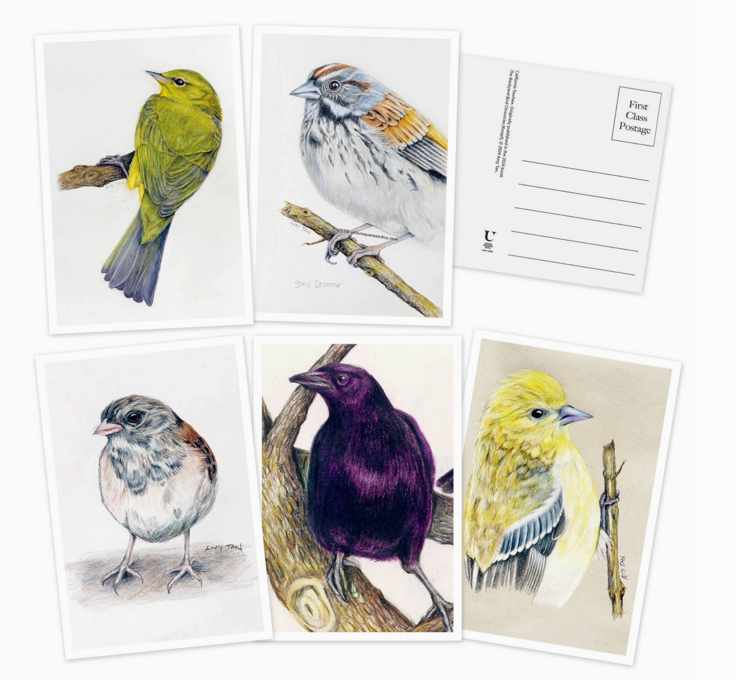 The Backyard Bird Chronicles: 50 Postcards