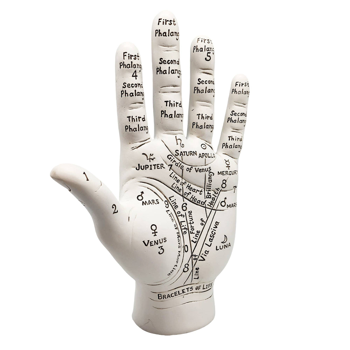 Big Palmistry Hand