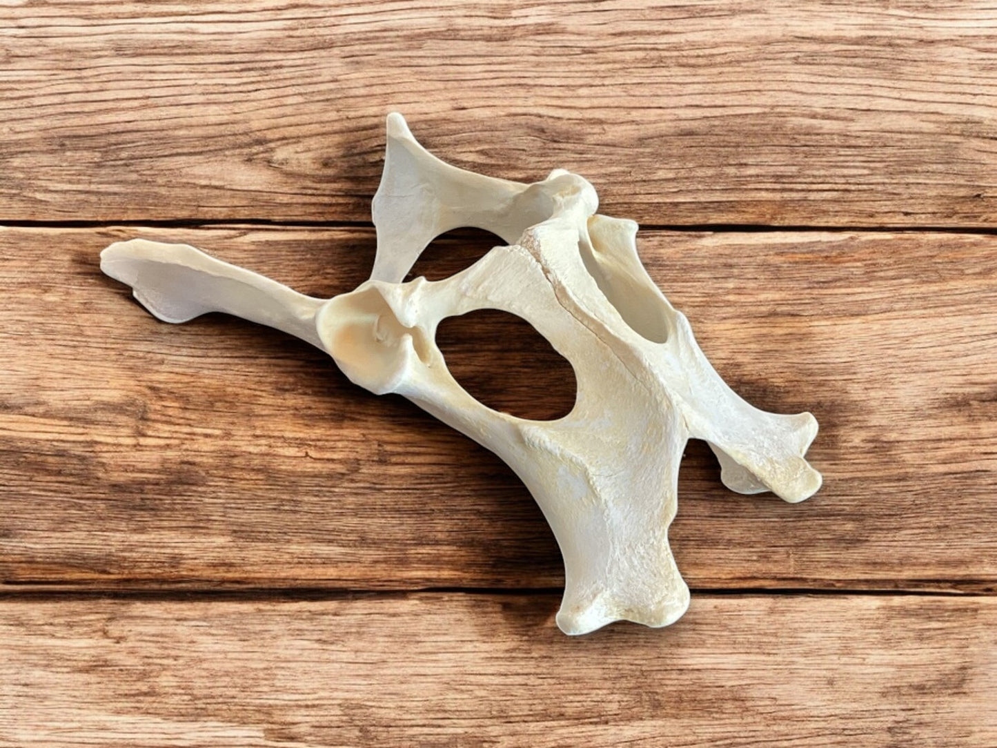 Deer Pelvis