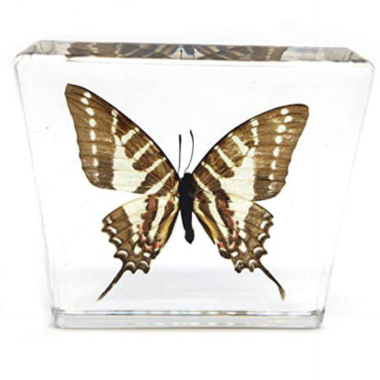 Black Swallowtail Butterfly Resin Paperweight