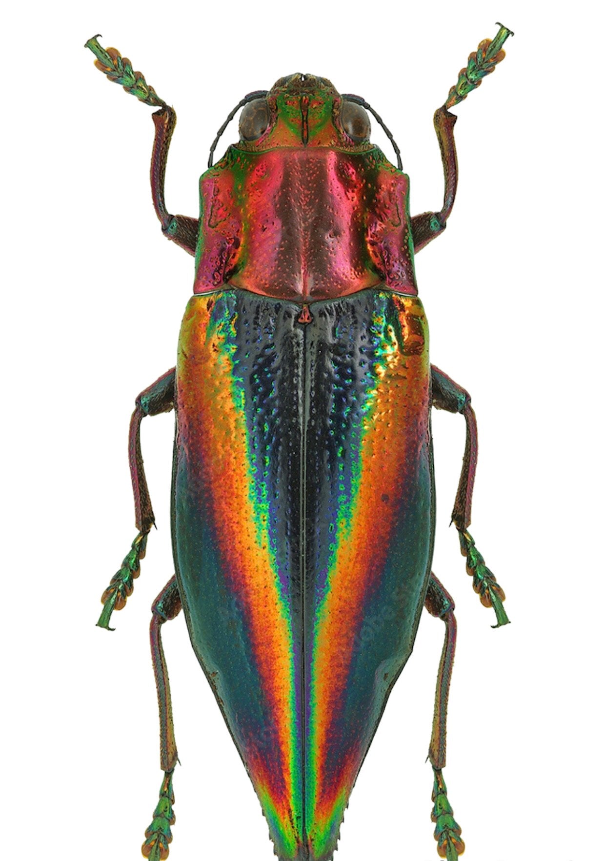 Rainbow Jewel Beetle Tube / Cyphogastra jabanikas