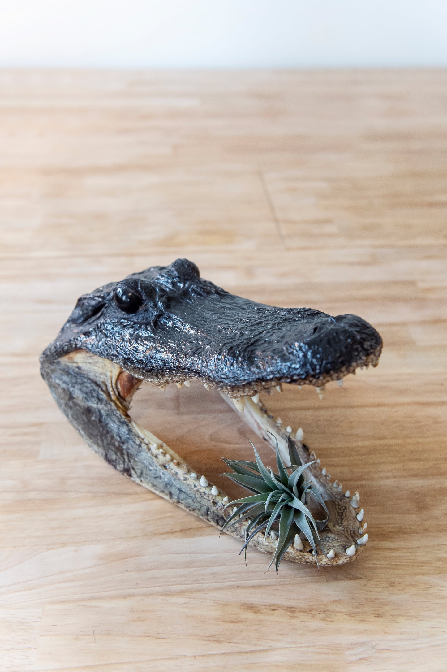 Alligator Head