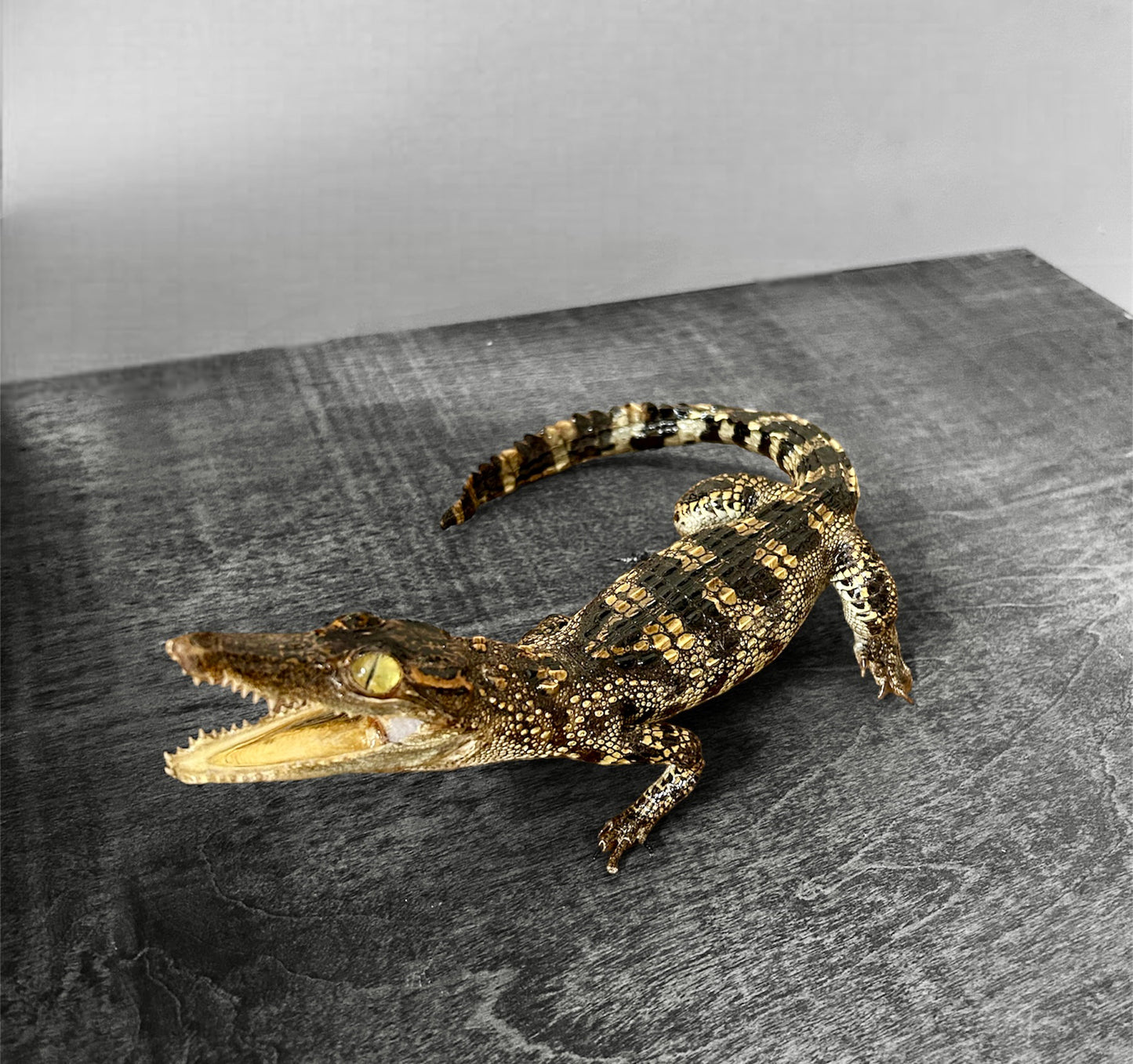Crocodile Taxidermy