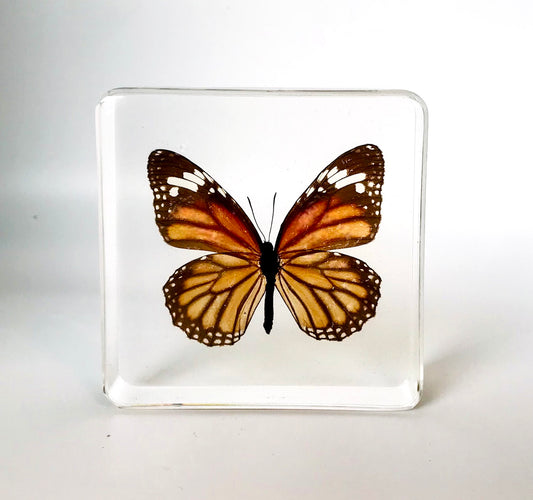 Common Tiger Butterfly Resin Paperweight