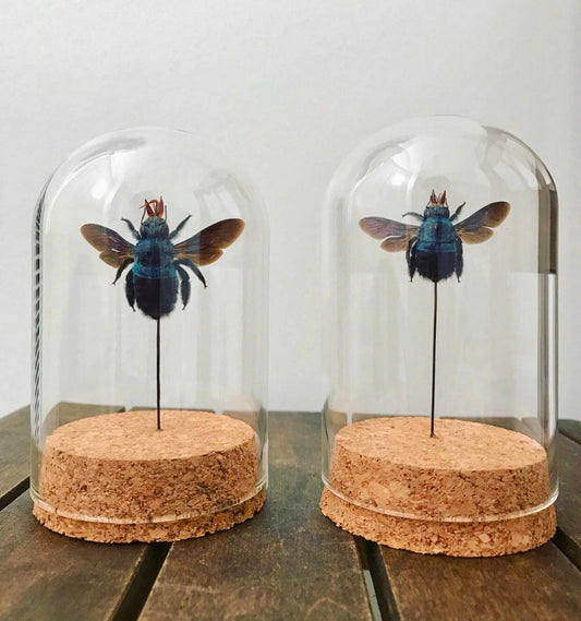 Insect Dome- Blue Carpenter Bee