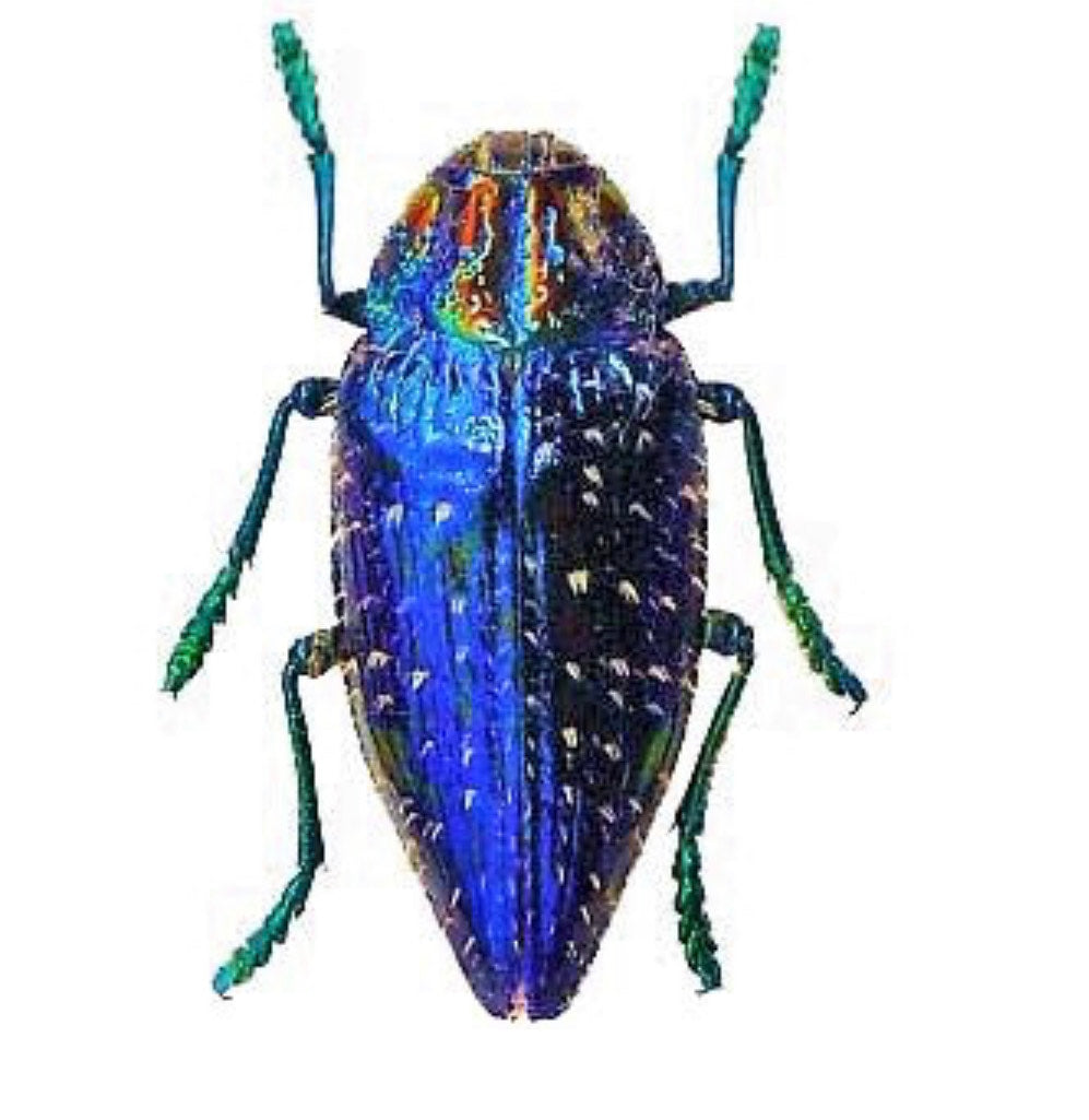 Metallic Beetle Tube - Polybothris gemma