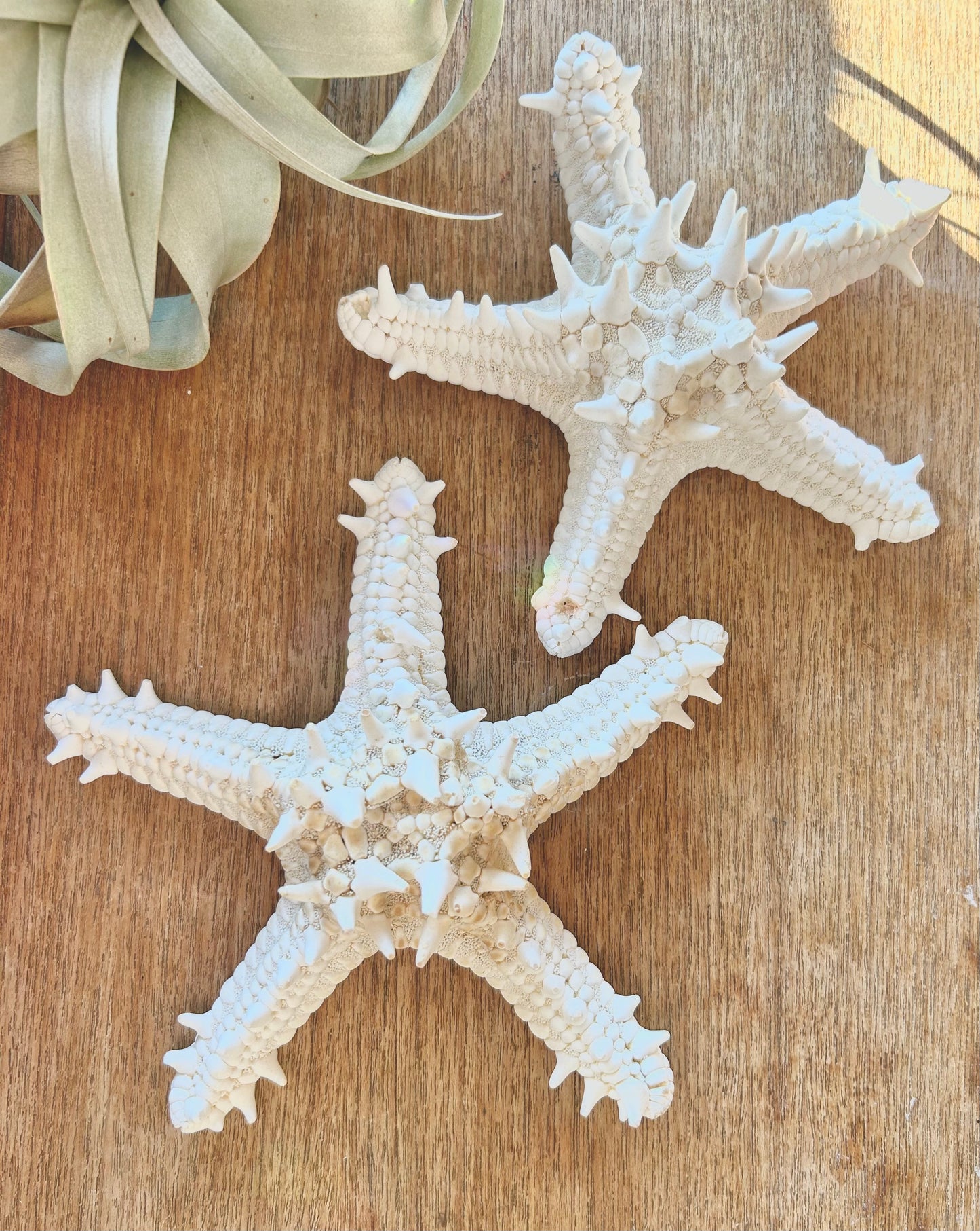 White Knobby Starfish