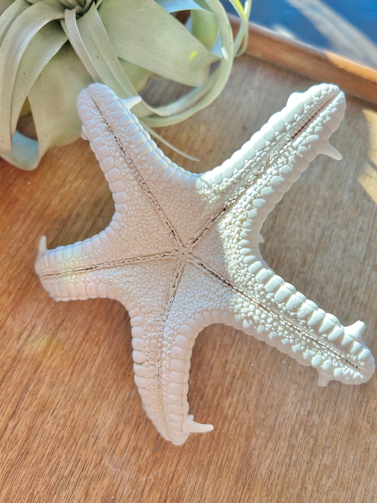 White Knobby Starfish