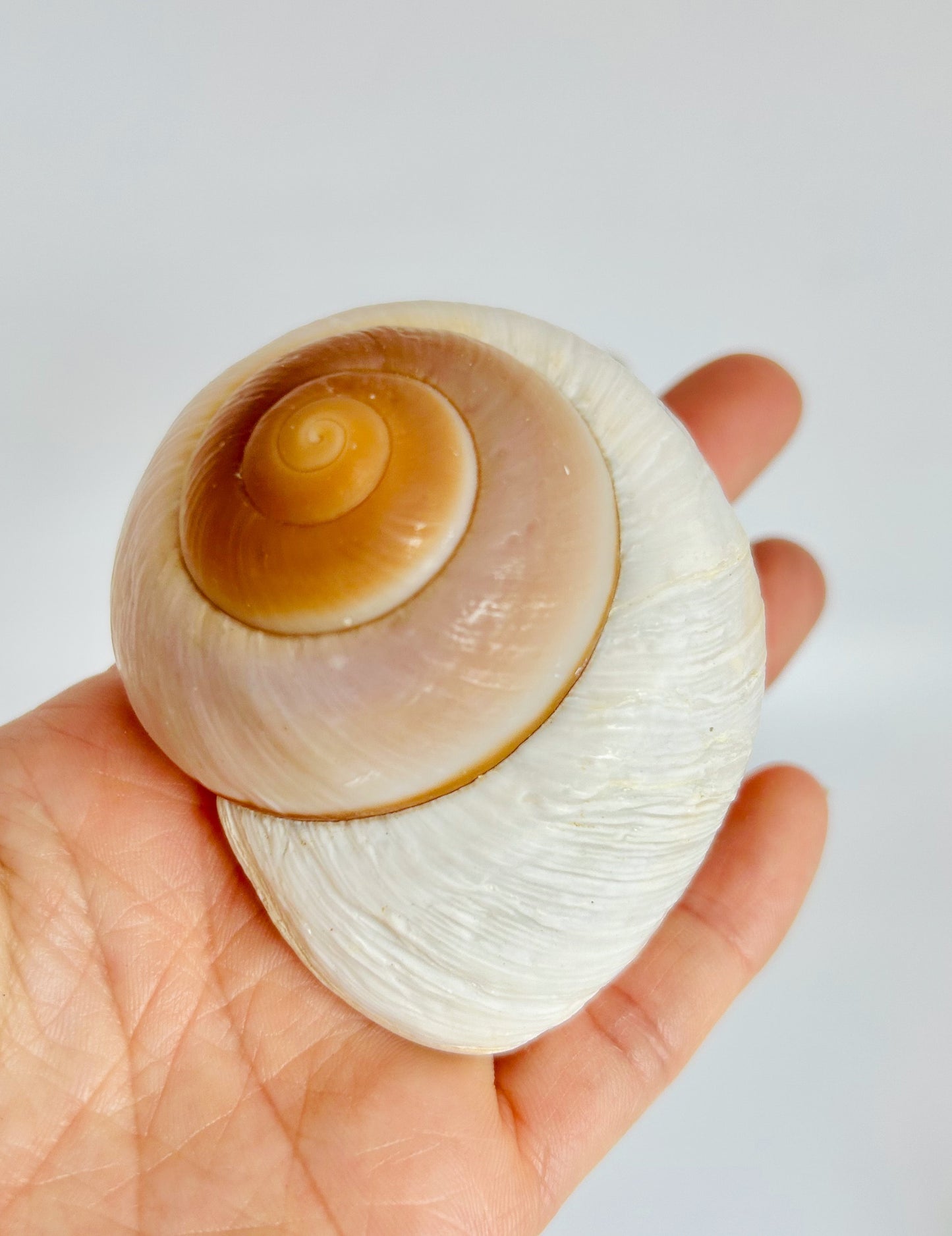 Brown Snail Shell