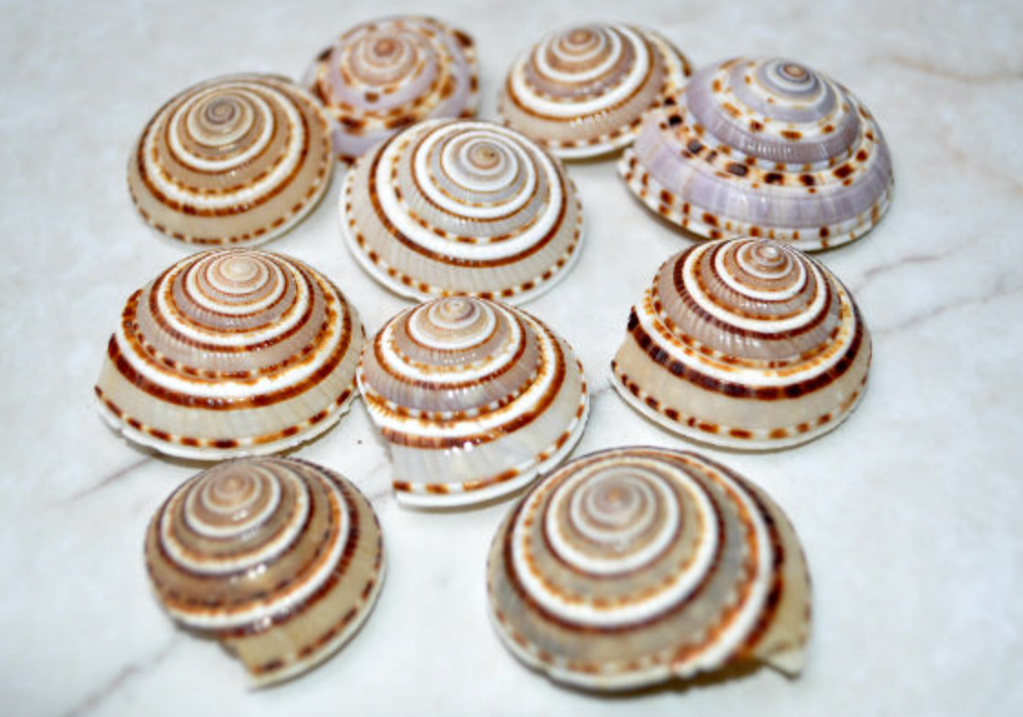 Sundial Snail Shell