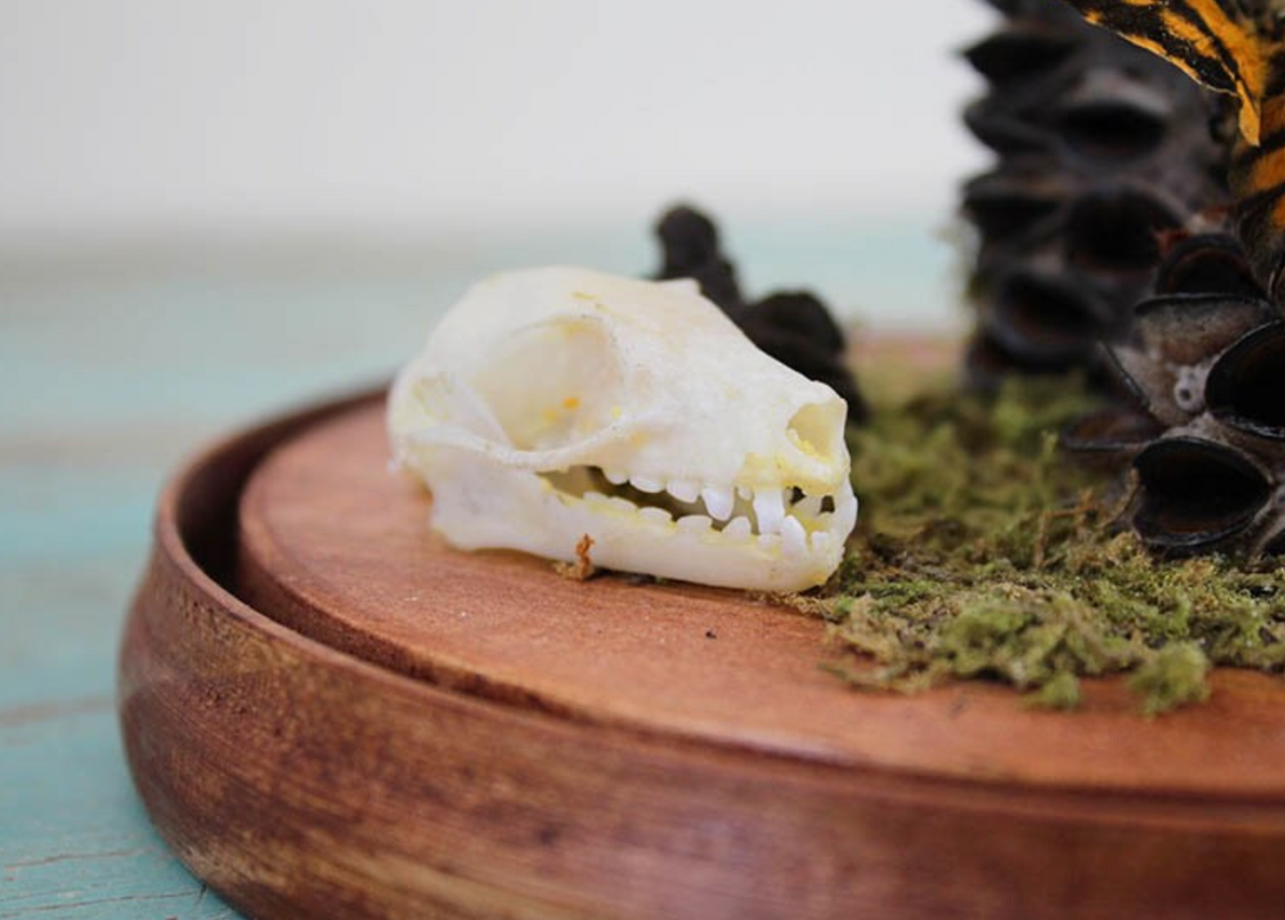 Death's Head Moth with Fruit Bat Skull Dome