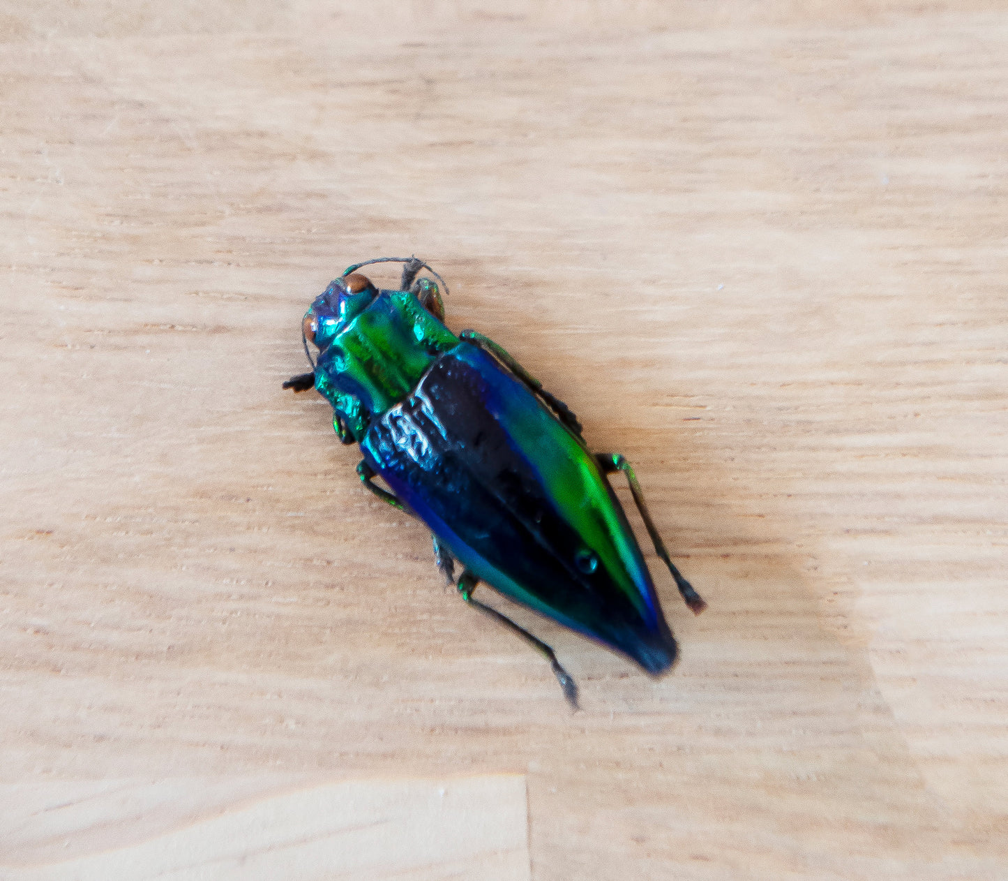 Rainbow Jewel Beetle Tube / Cyphogastra jabanikas