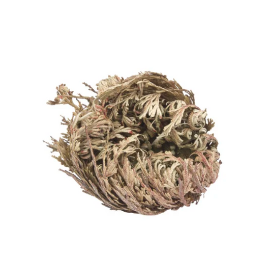 Rose of Jericho Herb