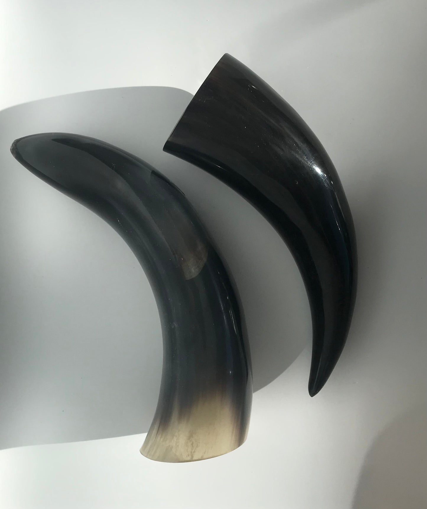 Buffalo Horn