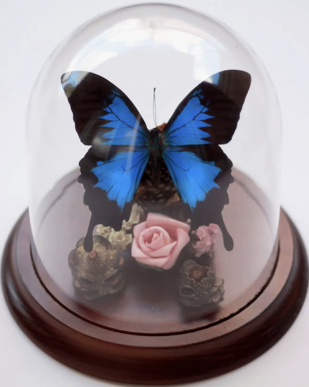 Blue Swallowtail Flower Butterfly Dome