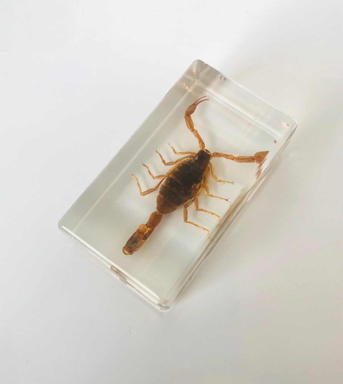 Yellow Scorpion Resin Paperweight