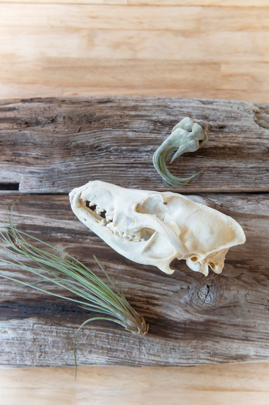 Coyote Skull