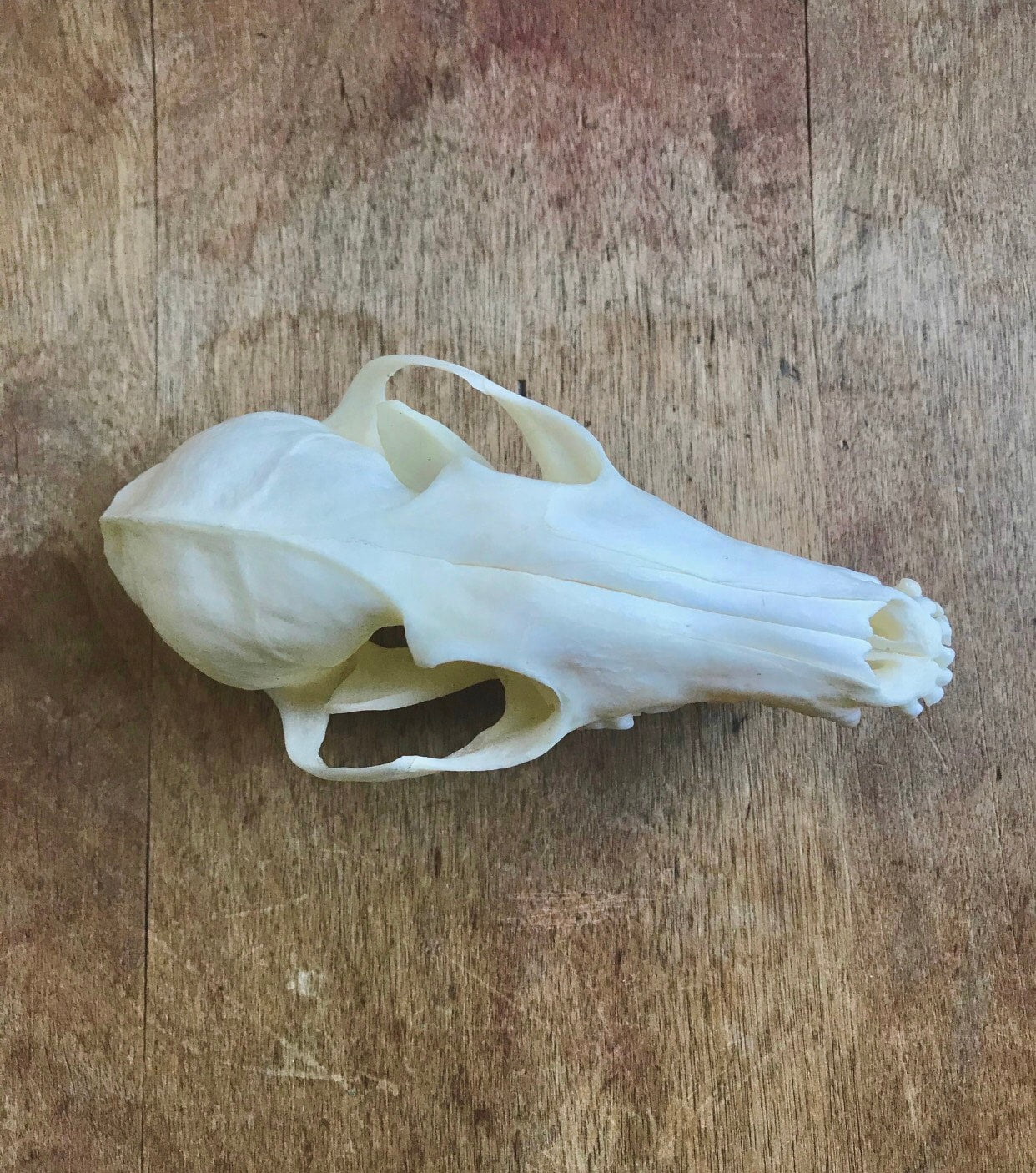 Raccoon Skull