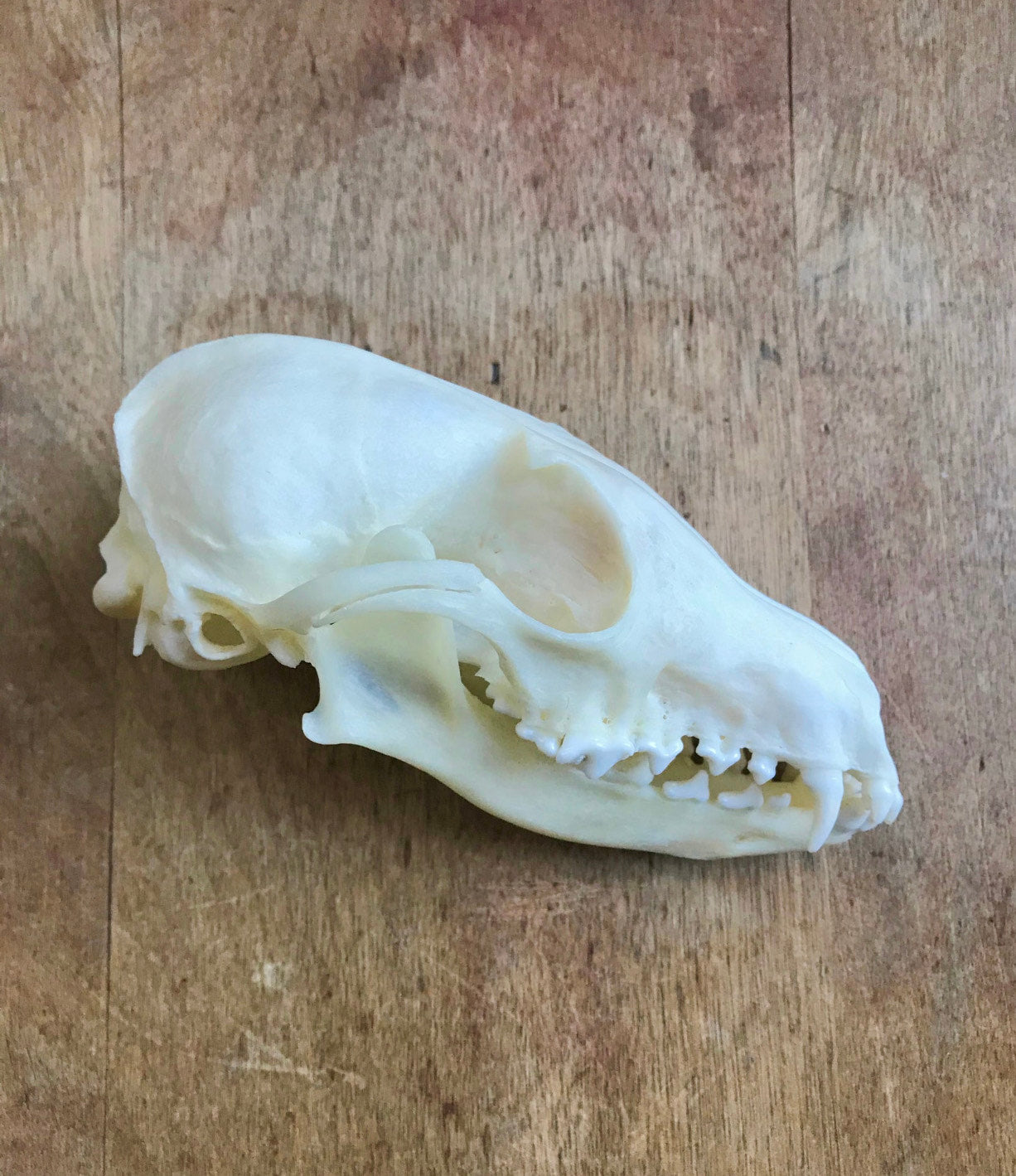 Raccoon Skull