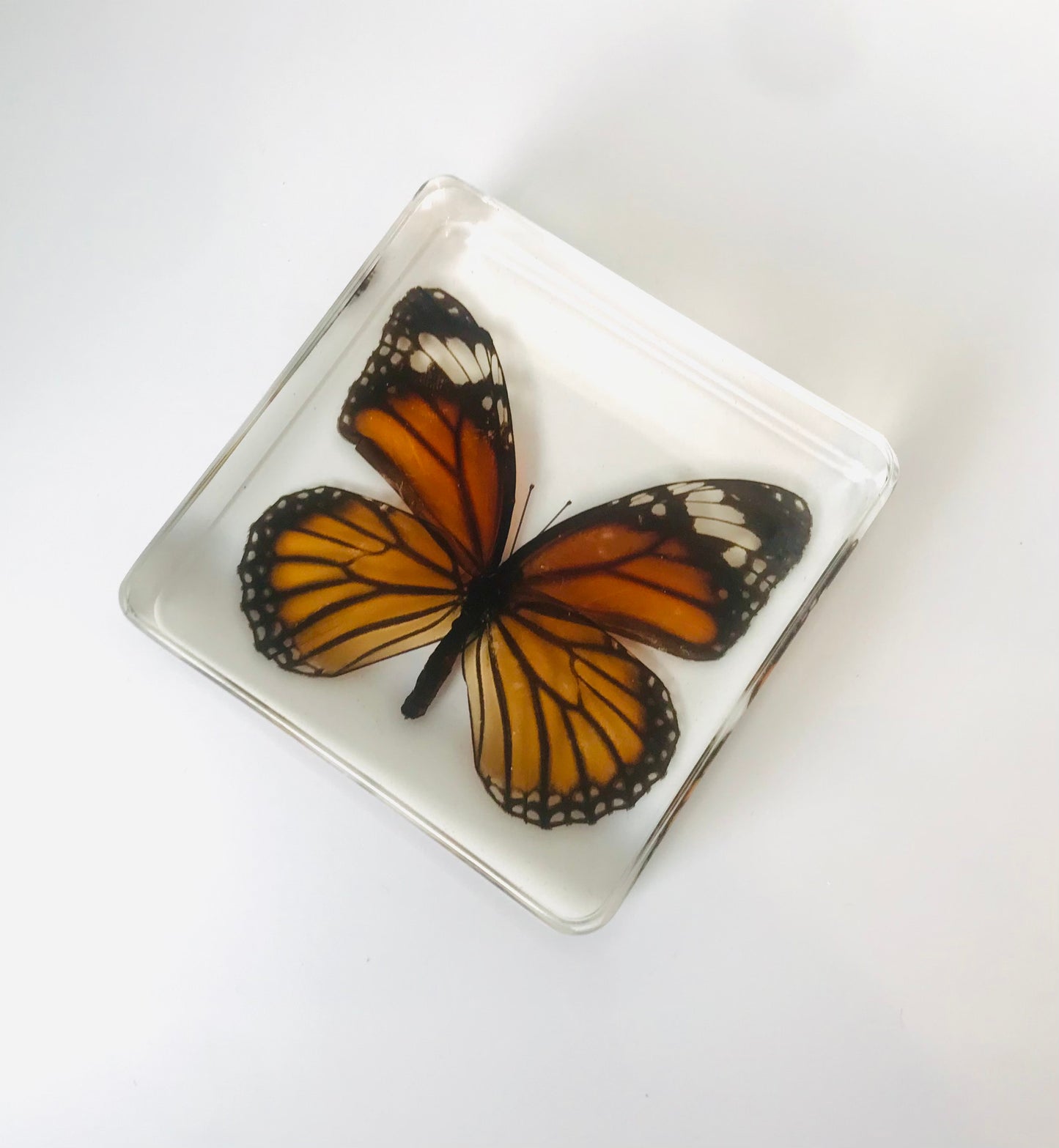 Common Tiger Butterfly Resin Paperweight