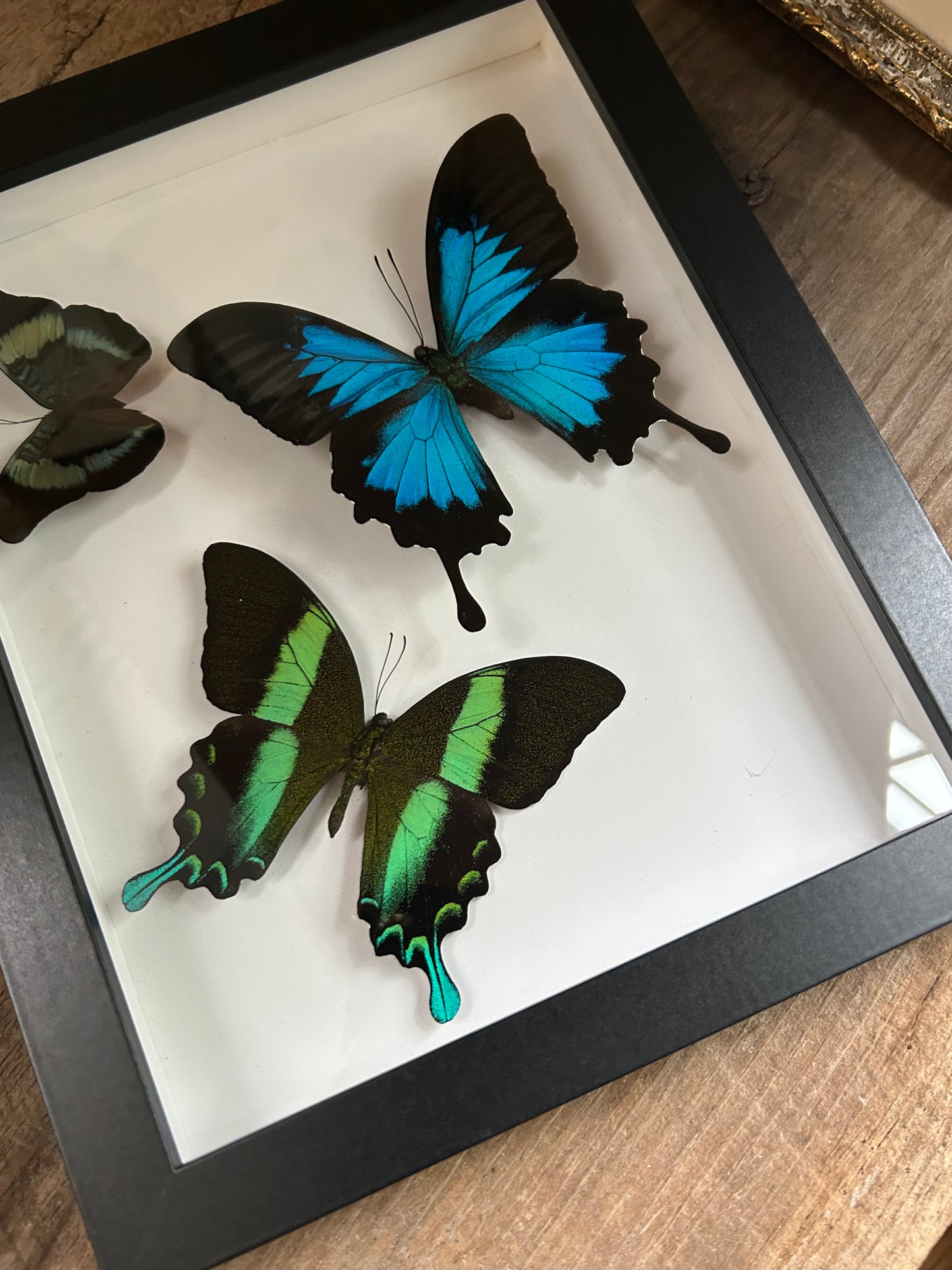Blue Green Swallowtail Triple Butterfly Frame