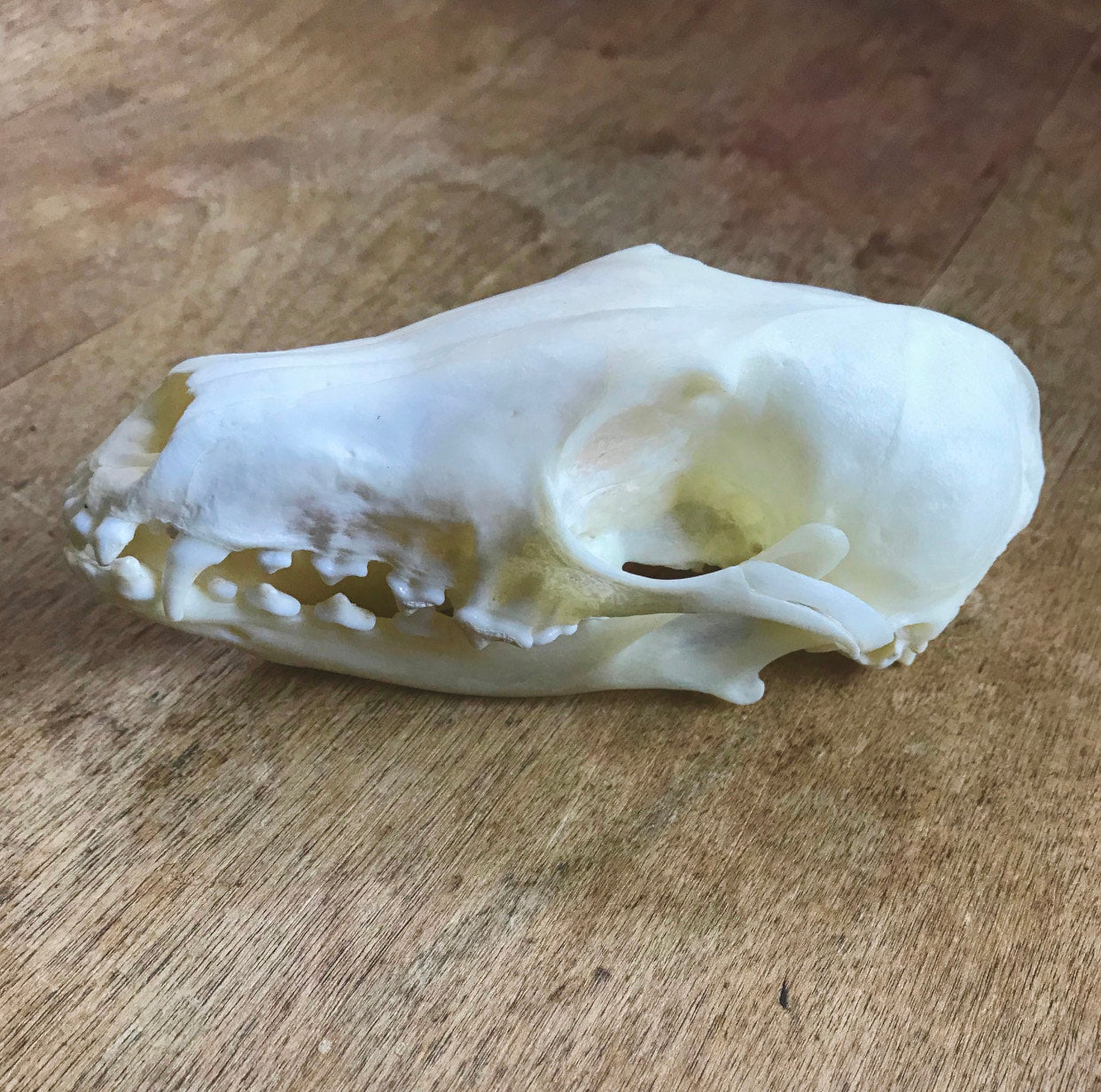 Raccoon Skull