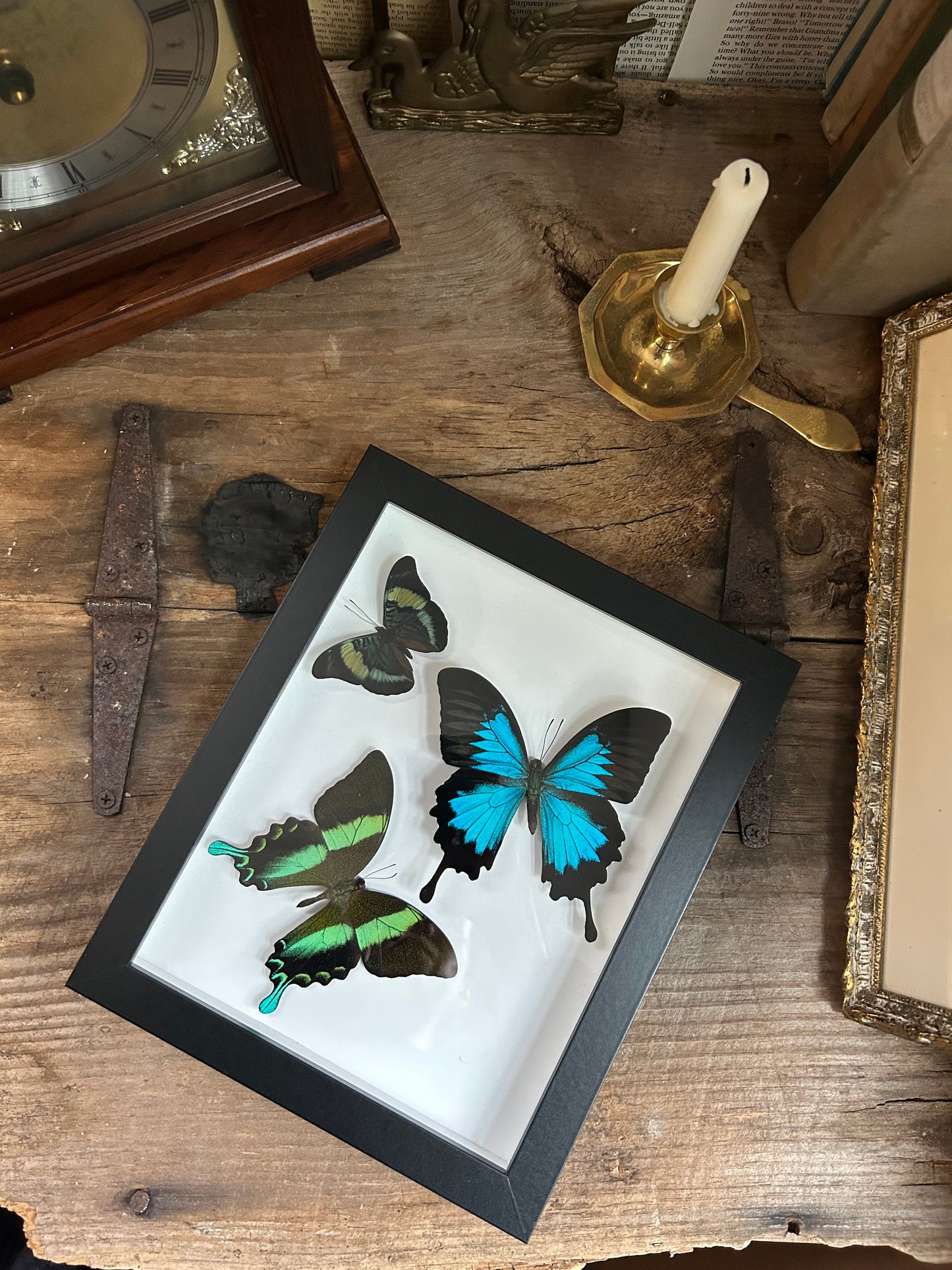 Blue Green Swallowtail Triple Butterfly Frame