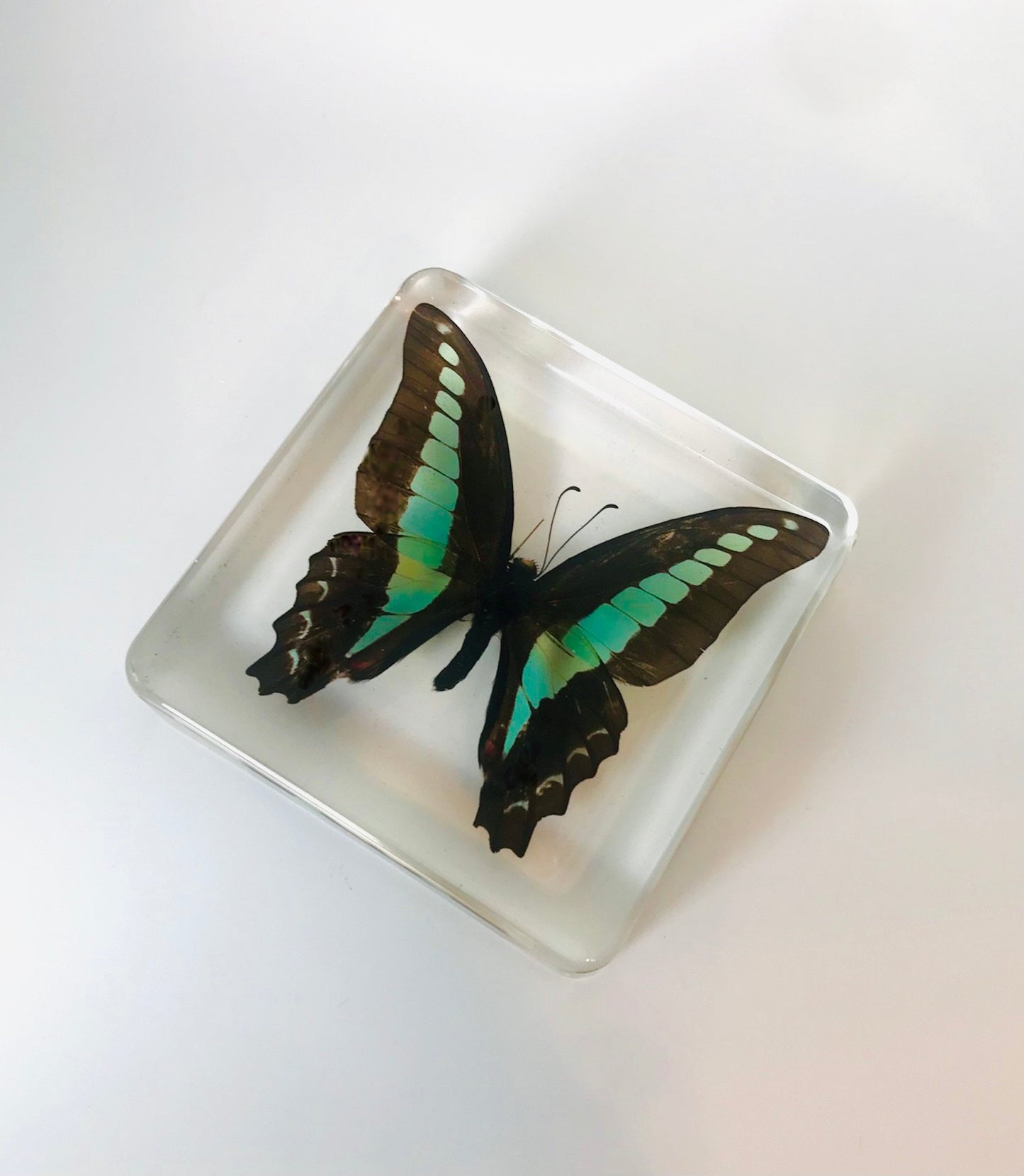 Bluebottle Butterfly Resin Paperweight