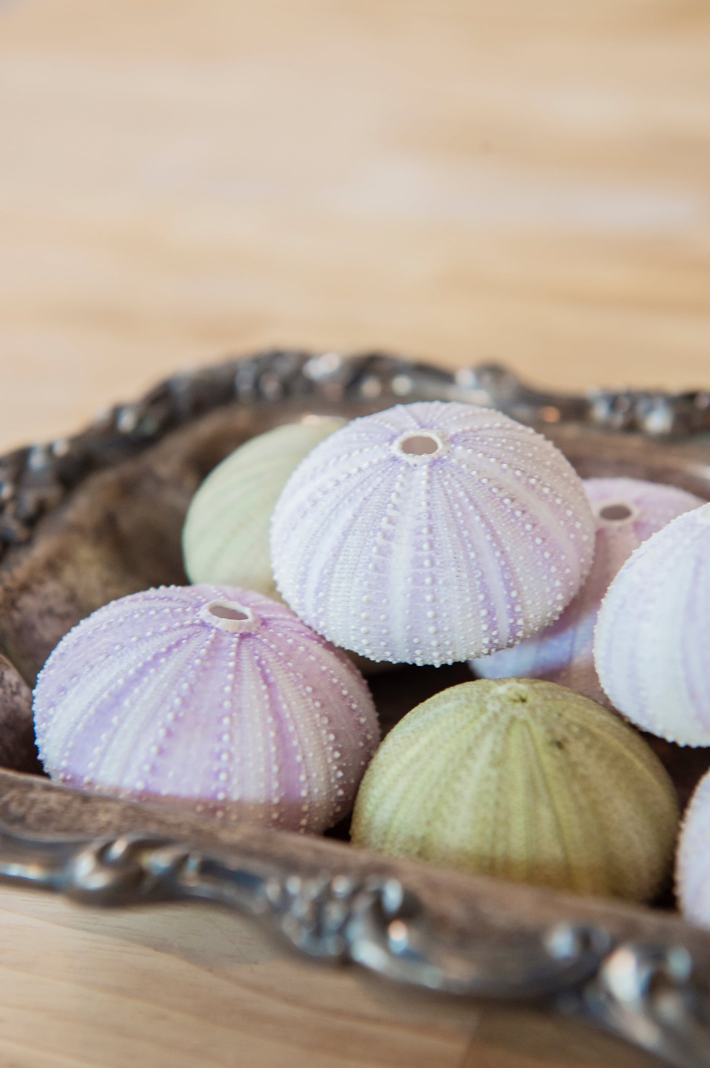 Purple / Green Sea Urchin