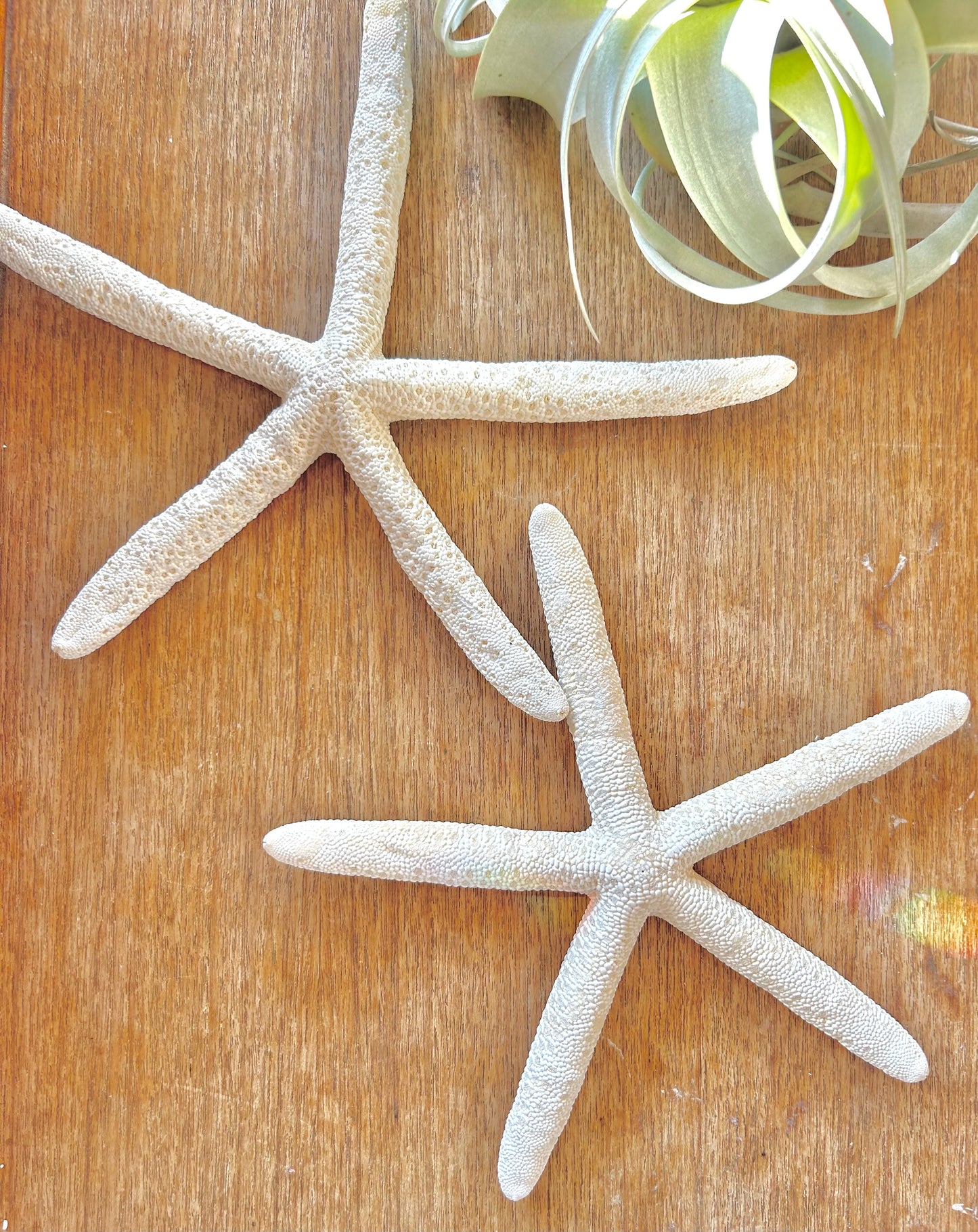 White Pencil Starfish