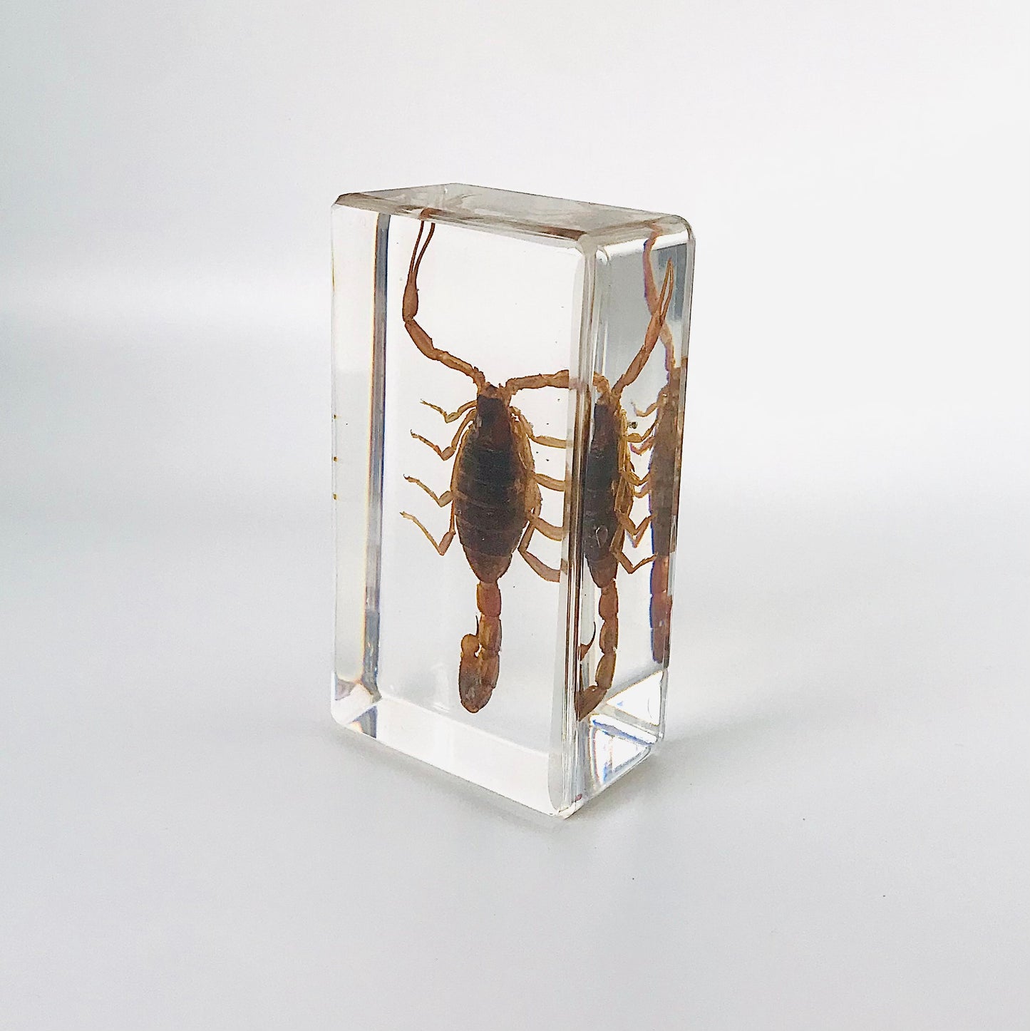 Yellow Scorpion Resin Paperweight